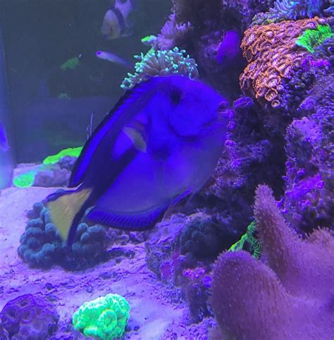 Large Mature Regal Blue Tang Paracanthurus Hepatus Ebay