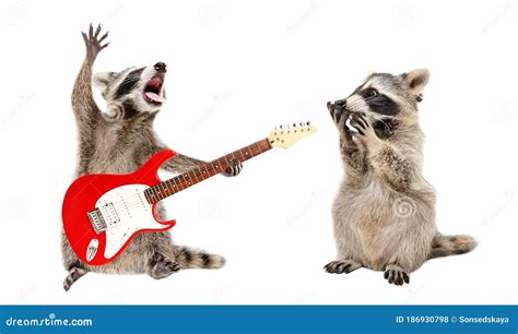 Surprised Raccoon Looking At A Raccoon Playing On Electric Guitar Stock