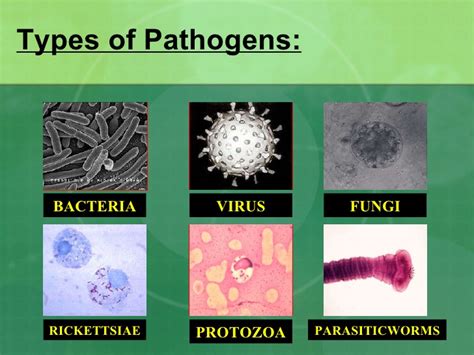 A pathogen may also be referred to as an infectious agent, or simply a germ. 5 Different Types Of Pathogens - Spesial 5