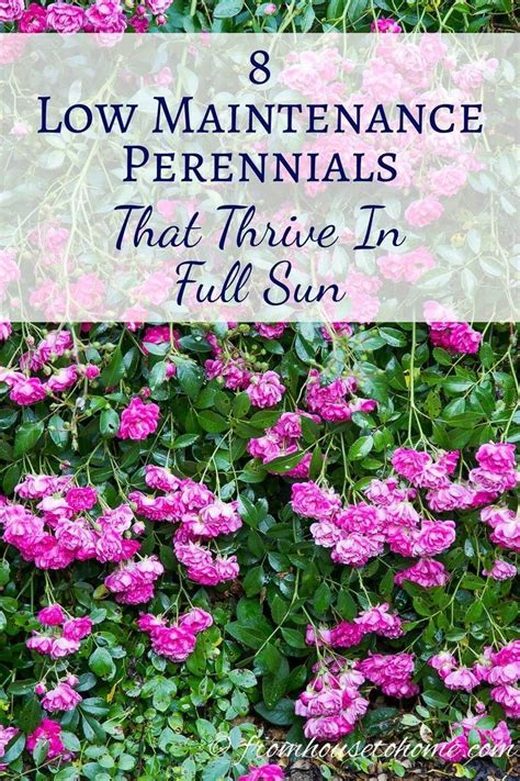 Full Sun Perennials 17 Low Maintenance Plants That Thrive In Sun