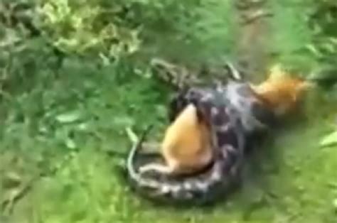Owner Saves Dog From Being Crushed And Eaten By Python Video Aol
