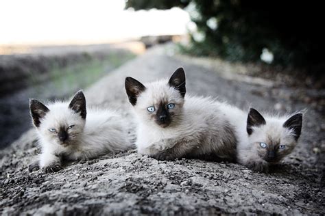 Baby kitties :) | Baby cats, Kitty, Animals