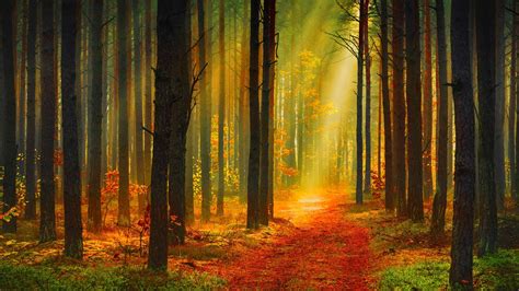 Forest Tree Landscape Nature Autumn Road Path Trail Wallpapers