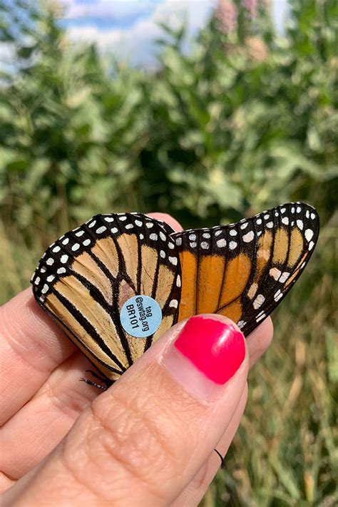 See Monarch Butterflies Up Close At Unique Dwr Event