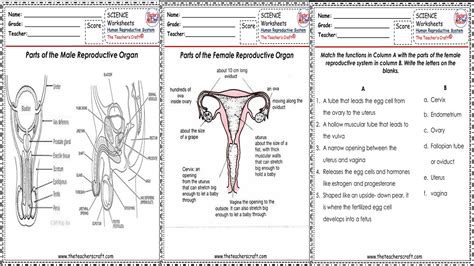 Science V Human Reproductive Worksheets The Teachers Craft