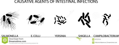 Causative Agents Of Acute Intestinal Infections Stock Vector