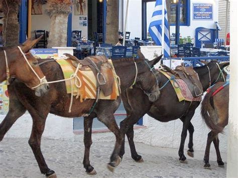 Greek Donkeys Horses Greek Visiting