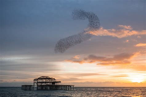 Brightons West Pier Starling Murmuration Starlings Doing Flickr