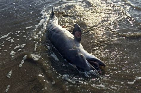 Study Finds Link Between Dolphin Deaths Oil Exposure Wsj
