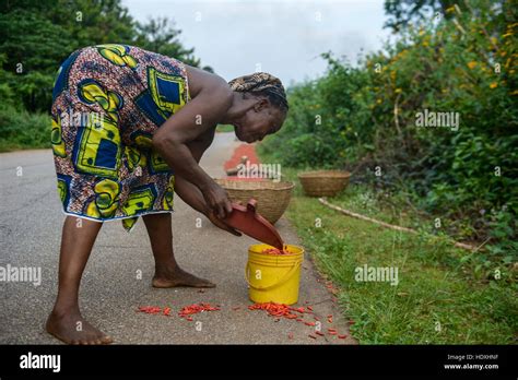 Drying And Collecting Red Peppers Nigerian Countryside Stock Photo Alamy