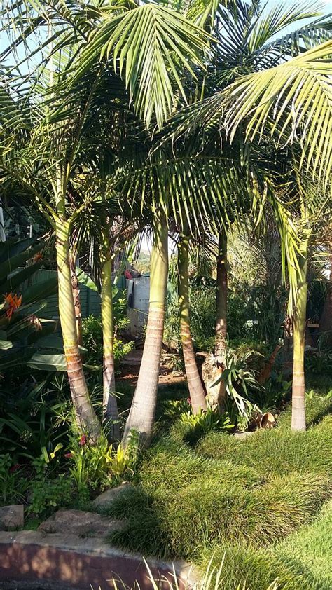 Areca palms are large, lush palms that are sure to add a tropical flair to any space. king palms California Palm Trees - California Southern ...