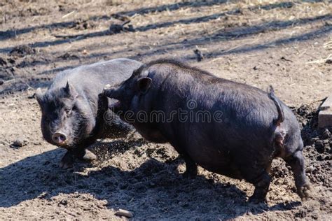 Agriculture Pork Meat Piggy Piglet Food Farming Stock Photo Image Of