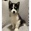 Avery  Alaskan Malamute Mix Puppy For Sale In New York