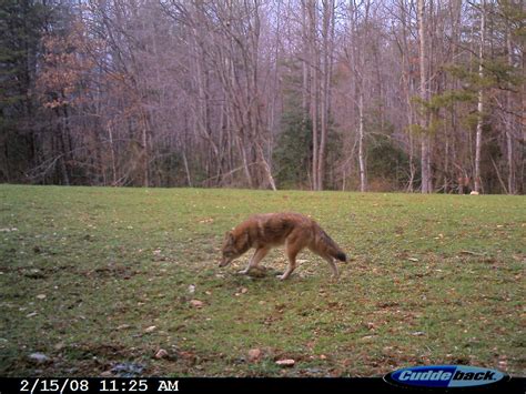 Smithsonian Insider New Genetic Evidence Confirms Coyote Migration