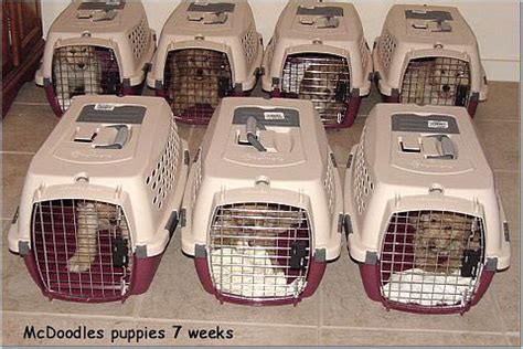 And, of course, crate training works too crate training is another interesting approach that you can apply to your goldendoodles. Crate Training Goldendoodle Puppies by Moss Creek ...