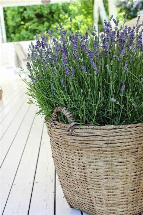 Pin By Josie Strain On Gardens And Landscaping Lavender Potted Plant
