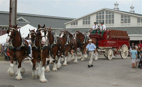 World Famous Budweiser Clydesdales Arrive In Toronto Dosmagazine