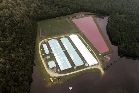 Lagoons Of Pig Waste Are Overflowing After Florence Yes Thats As