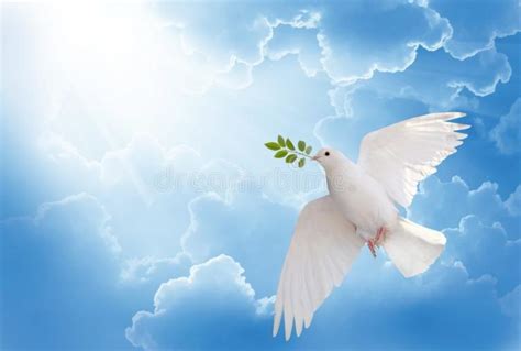 White Dove Holding Green Leaf Branch Flying Sky Free International Day