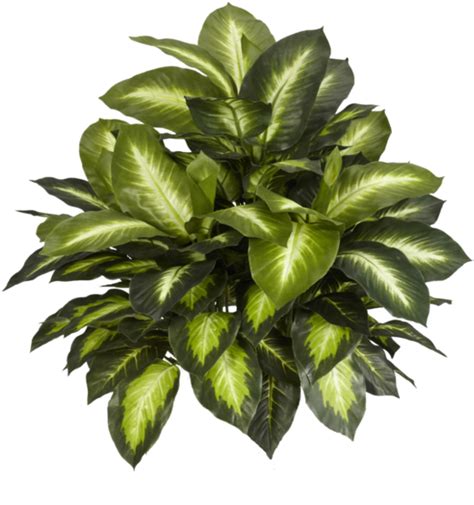 Architectural Potted Plant Top View Png Download This Green Plant