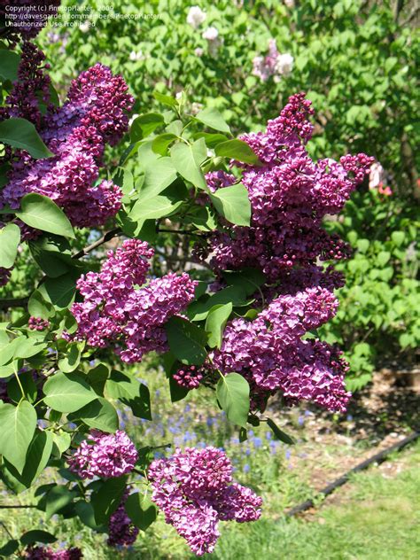Plantfiles Pictures Syringa Common Lilac French Lilac Congo