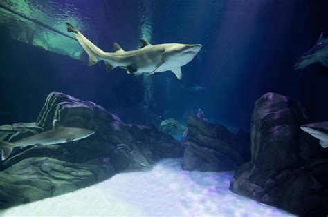 Georgia Aquariums Shark Exhibit Opened Today And Heres What It Looks
