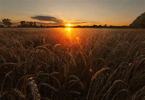 Wheat Sunrise Summer Nature Field Wallpaper Coolwallpapersme