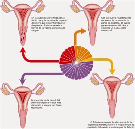 ¿qué es la ovulación definición características y funcionamiento como funciona que