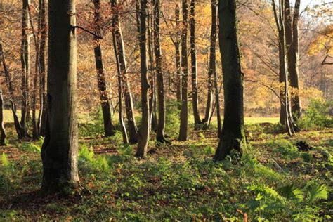 Wald In Der Gemäßigten Zone Bilder Und Stockfotos Istock