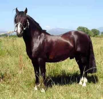 breed chilean corralero rare horse breeds horses horse breeds