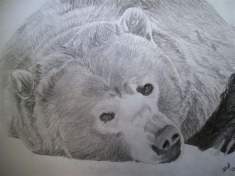 Grizzly Bear Original Pencil Sketch By Pigatopia Drawing By Shannon