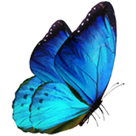 Butterfly Morpho Menelaus Blue Butterfly Png Download 600600