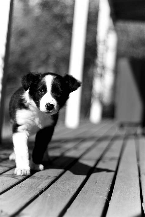 Animals Dogs Puppies Grayscale Monochrome Free Wallpaper