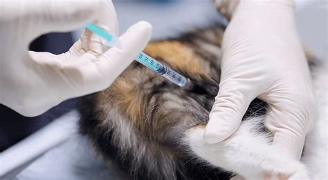 Our mobile veterinary clinics help us serve people and pets all around central texas. Pet Vaccinations Near Me 33801 - Santa Fe Animal Hospital ...
