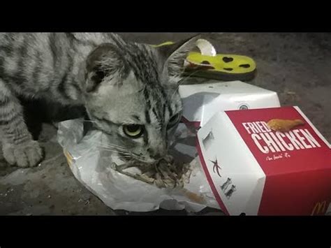 Cats can eat rice to help settle their stomach. Cat night after the rain on the street eat fried chicken ...