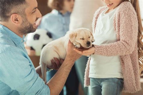 What To Get Before You Get A Puppy