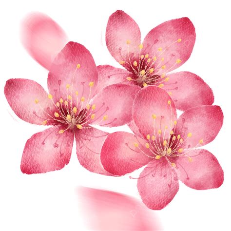 Spring Cherry Blossom Png Image A Bouquet Of Spring Pink Watercolor