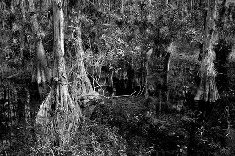Cypress Trees 4021bw Photograph By Rudy Umans Fine Art America