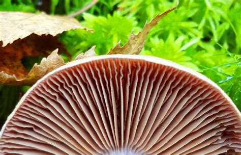Пластинчатые грибы съедобные фото и названия - Справочник агрария