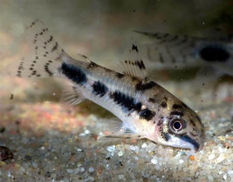 Salt And Pepper Corydoras Care Size Lifespan And Breeding Fish