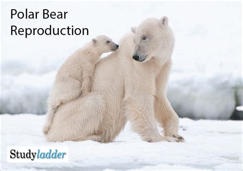 How Do Polar Bears Reproduce