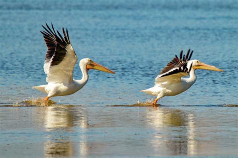 Two Pelicans Taking Off Photograph By Susan Rydberg Fine Art America