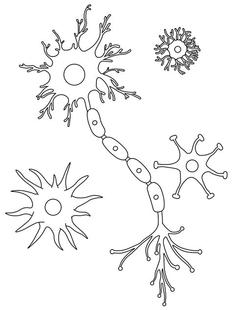 Human body coloring pages pdf anatomy colouring brain human heart. Printable Coloring Page: Brain Cells