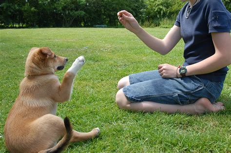 Dog Training Tips Puppy Training Classes And Videos How To Choose