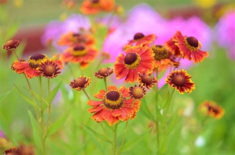 Free Image On Pixabay Flower Natur Spring Floral Flowers Spring