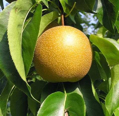 Thekongblog Asian Pears Aka Apple Pears — Taking