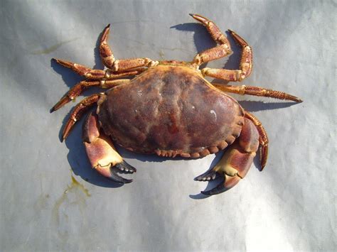 Filearthropods Crab Wikimedia Commons