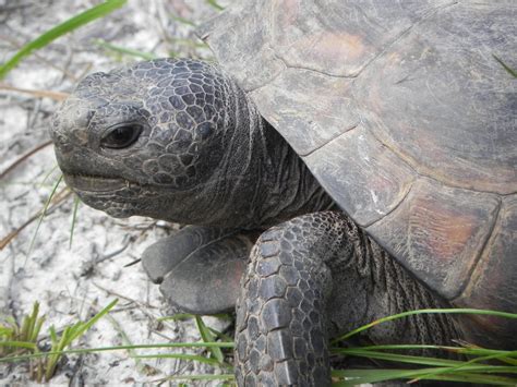 Gopher Tortoise Florida State Parks
