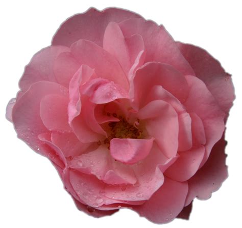 Rose Rosa Fiore Macro Senza Foto Gratis Su Pixabay