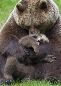 Brown Bear Cub Gets A Cuddle And Plays With Its Mother In Sweden